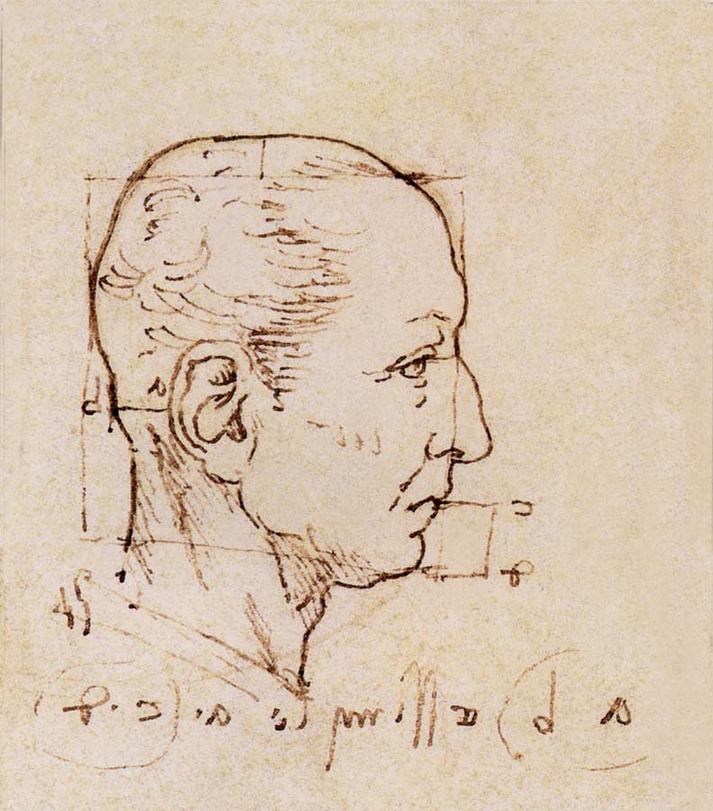Study of the proportion of the head